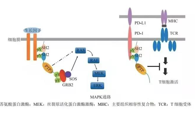 晚期恶性肿瘤患者的福音，SHP2变构抑制剂RG001片获批临床.png